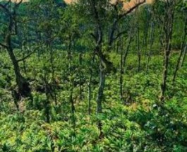 Vandanmedu Image