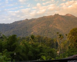 Thrikkaipatta Image