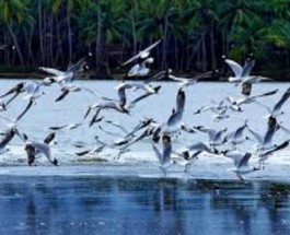 Kadalundi  Image