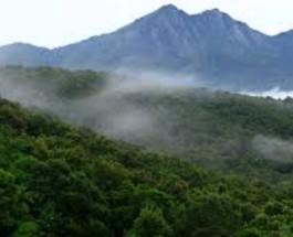 Mannarkkad Image