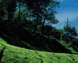 Pallivasal Image