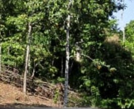Kanjikuzhy Image